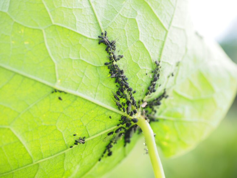 Naturalne sposoby na&nbsp;mszyce